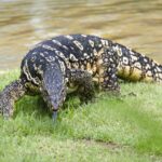 Meet the Water Monitor: Asia’s Giant, Semi-Aquatic Lizard